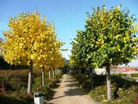 Allee im Barockgarten